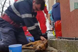 Ce pompier a sauvé un chien grâce à un massage cardiaque et du 