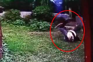 Ce touriste n'aurait pas dû embêter le panda Meiling, du zoo de Nanchang, en Chine