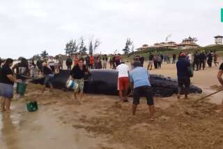 Pour sauver cette baleine échouée, des centaines de Brésiliens se mobilisent