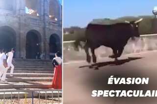 À Arles, trois taureaux s'échappent en pleine séance photo, une femme blessée