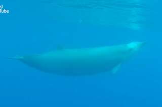 Une espèce très rare de baleine filmée pour la première fois