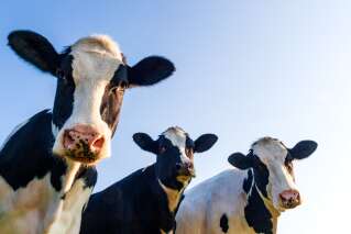 L'origine de la maladie de la vache folle peut-être identifiée par des chercheurs