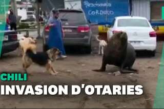 Au Chili, 300 otaries envahissent la ville de Tomé