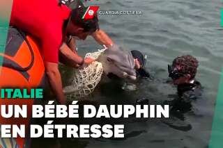 En Italie, des garde-côtes sauvent un bébé dauphin pris au piège