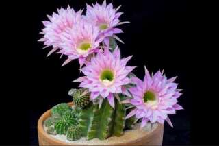 Voici comment s'ouvrent des fleurs de cactus (et c'est captivant)