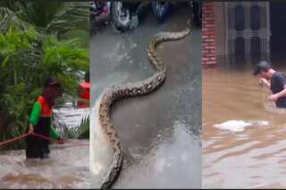 Inondations en Indonésie: un gigantesque python filmé dans une rue de Jakarta