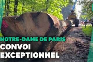 Notre-Dame de Paris: Les chênes de la future flèche ont quitté la forêt de Bercé