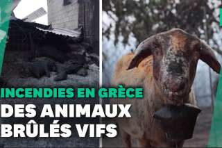 Incendies en Grèce: des animaux de la ferme brûlés vifs