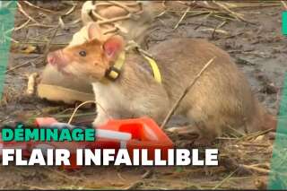 Une armée de rats entraînés à détecter des mines au Cambodge