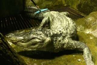 Saturne, l'alligator de 84 ans du zoo de Moscou, est mort