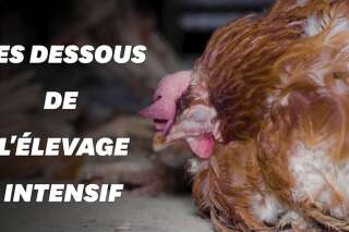 VIDEO. L214 et 30 Millions d'Amis épinglent le plus grand producteur d'œufs français