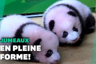 Chine: Deux bébés pandas présentés au public du zoo de Chongqing