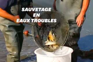 Ils sauvent 600 kilos de poissons de la sécheresse dans la Creuse