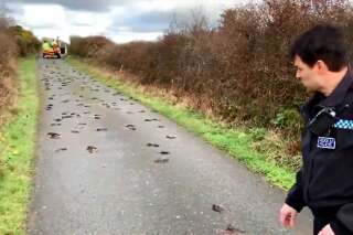 Ces centaines d'oiseaux morts au Pays de Galles vont vous rappeler une scène de 