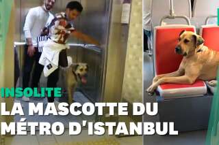 À Istanbul, ce chien errant est la star des transports en commun