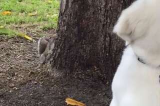 En chasse à l'écureuil, ce chien a encore beaucoup à apprendre