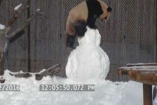 Quand un panda joue à la bagarre avec un bonhomme de neige