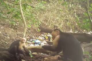 Des singes du Panama seraient entrés dans l'âge de pierre