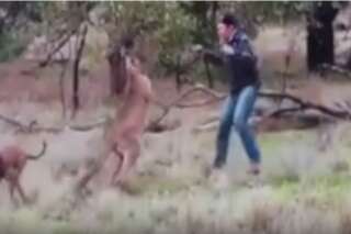 Il boxe un kangourou pour sauver son chien 