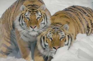 Filmé dans la neige par un drone, le tigre de Sibérie ne vous aura jamais paru aussi majestueux