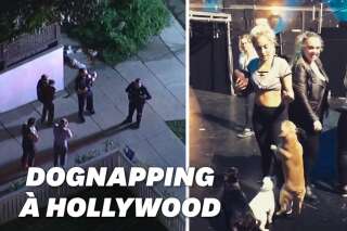 Deux chiens de Lady Gaga volés à Hollywood, leur gardien blessé par balle