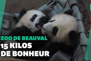 Zoo de Beauval: les jumelles pandas ont fait leurs premières sorties