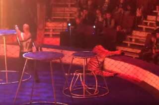 Indignation après ces images d'une tigresse de cirque ayant fait un malaise