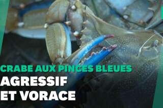 Le crabe aux pinces bleues menace la biodiversité en Occitanie
