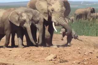 Cette vidéo d'un bébé éléphant maltraité par un adulte en chaleur brise le cœur