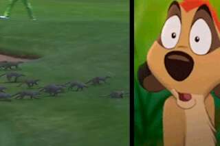 Ce gang de mangoustes a interrompu un tournoi de golf en Afrique du sud