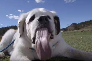 Vous ne devinerez jamais combien mesure la langue de ce chien