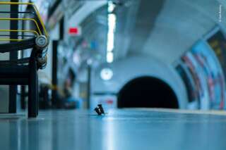 Ce combat de souris un quai de métro élu meilleure photo animalière du mondesur