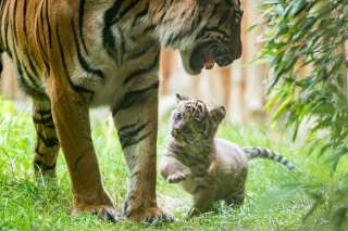 Un rarissime tigre de Sumatra est né en Pologne pendant le confinement