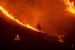 Incendies en série: les sols, victime silencieuse des ravages du feu
