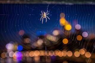 Les araignées des villes n'ont plus peur de la lumière