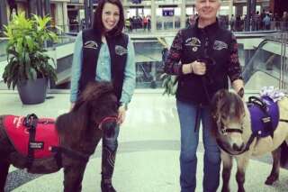 Des chevaux miniatures pour détendre ceux qui ont peur de l'avion à l'aéroport de Cincinnati
