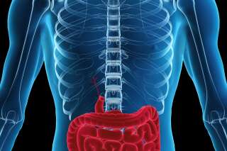 Des chercheurs ont réussi à recréer une partie d'intestin humain