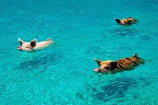 Plusieurs des fameux cochons nageurs des Bahamas sont morts, le mystère est total