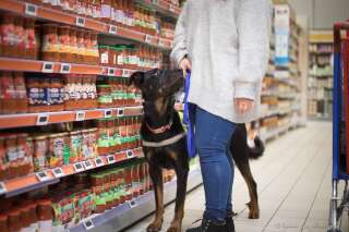 Un magasin Lidl refuse l'entrée à une femme épileptique à cause de son chien d'assistance