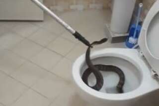 Ils extraient un énorme serpent récalcitrant des toilettes
