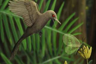 Une nouvelle espèce d'oiseau dinosaure découverte dans de l'ambre