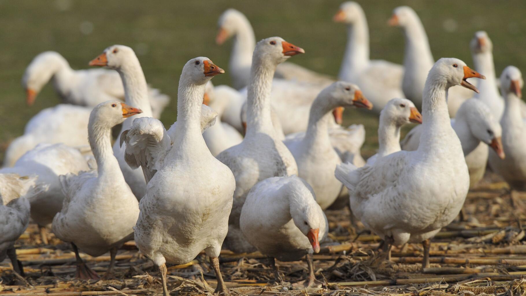 Noël : du foie gras sans gavage des oiseaux, est-ce possible? 