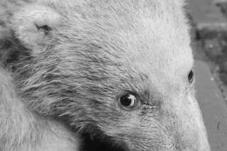 Après Knut,  Fritz, le petit ourson polaire vedette du zoo de Berlin est mort