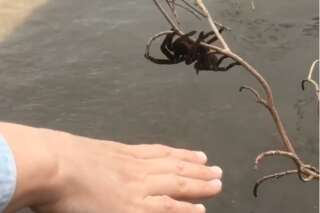 En Australie, ils bravent les inondations pour sauver une araignée géante 