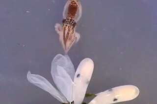 Les images de la naissance de cette pieuvre sont fascinantes