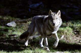 Alpes-Maritimes: 7 loups errants recherchés après les crues
