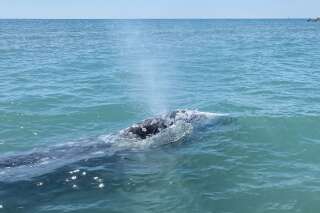 La baleine vue à Bormes-les-Mimosas a 