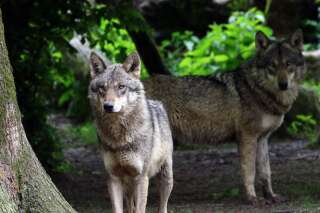 Ce zoo du Tarn fermé après la fuite de loups, 4 animaux abattus