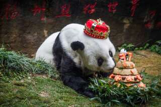 Basi, le plus vieux panda du monde est mort