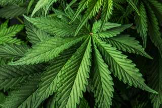 Au Canada, le cannabis comestible disponible à la vente dès décembre
